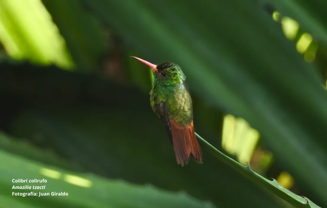 Banner-Aves